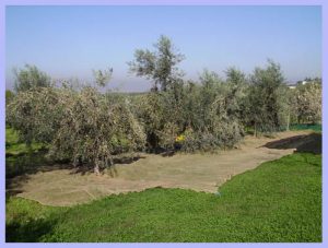 DALL’OLIVO ALLA BRUSCHETTA