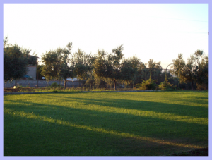 alim0079