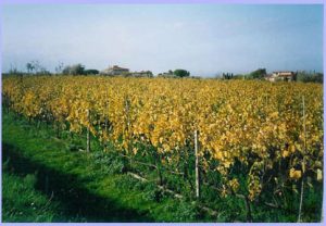 vigneto-dicembre-2004